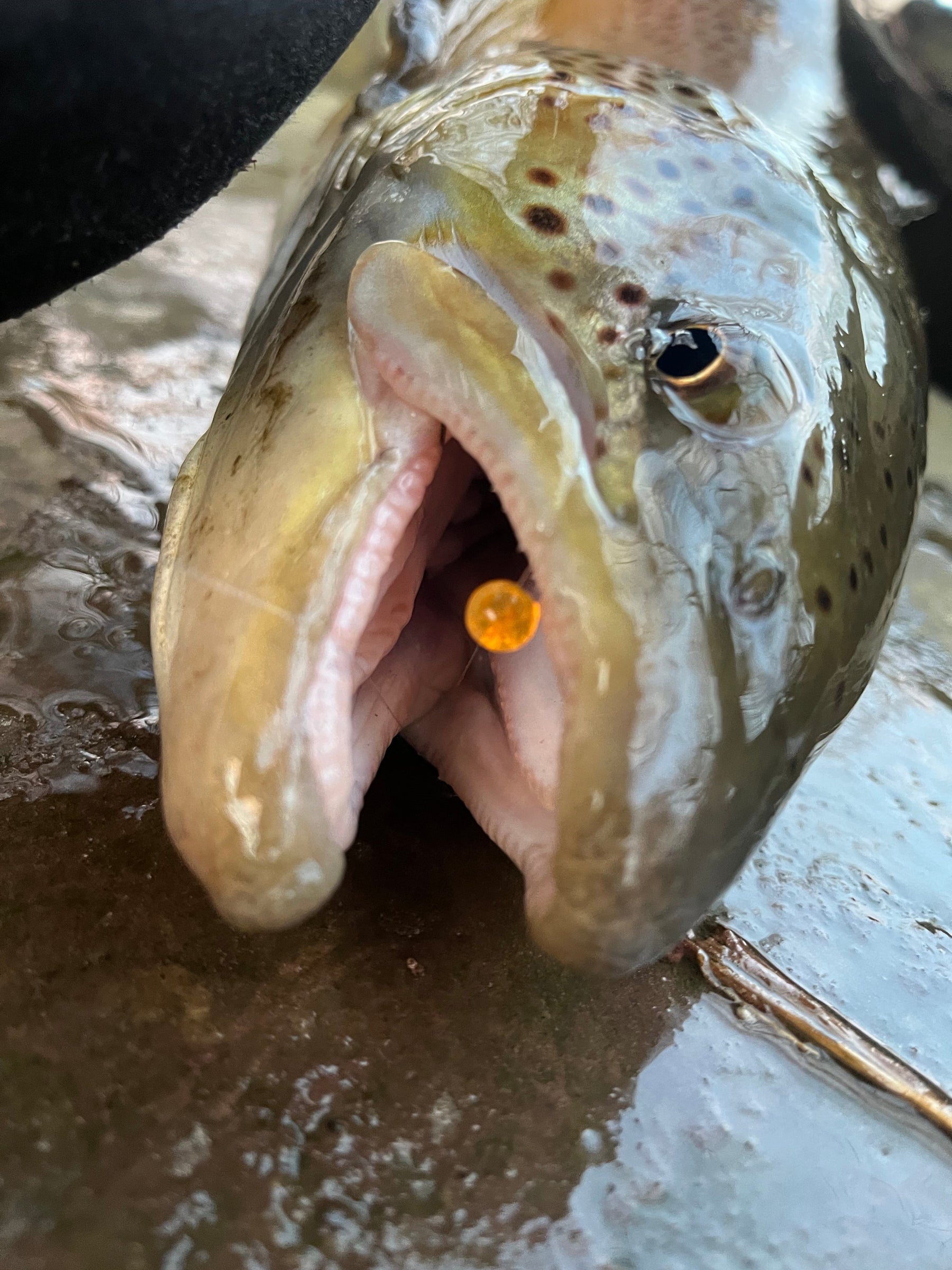 Tribs Fishing - To be Tricked or be Treated — Death Roe Soft Beads