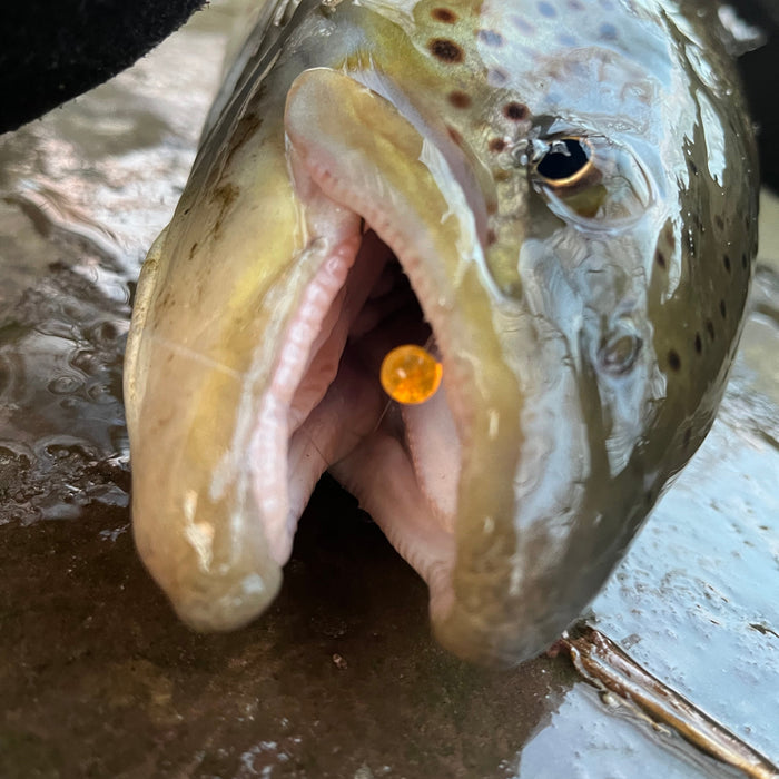 Tribs Fishing - To be Tricked or be Treated