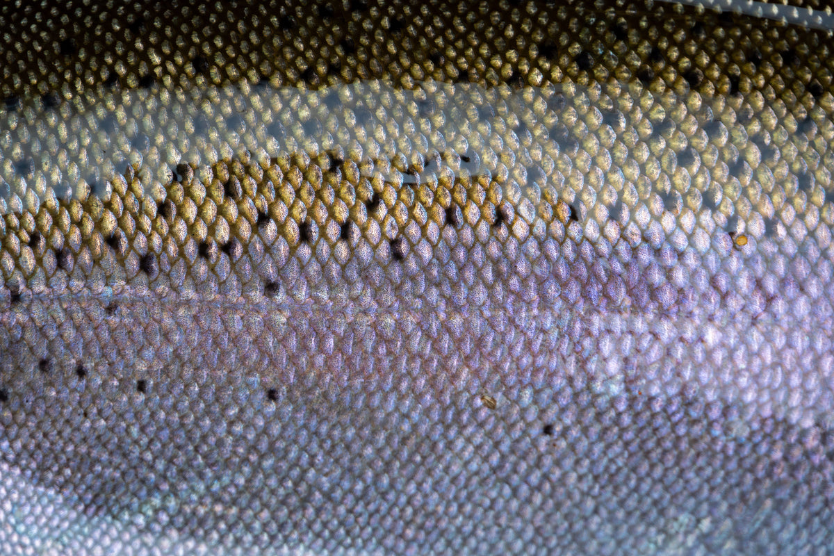 Weights / Swivels — Death Roe Soft Beads