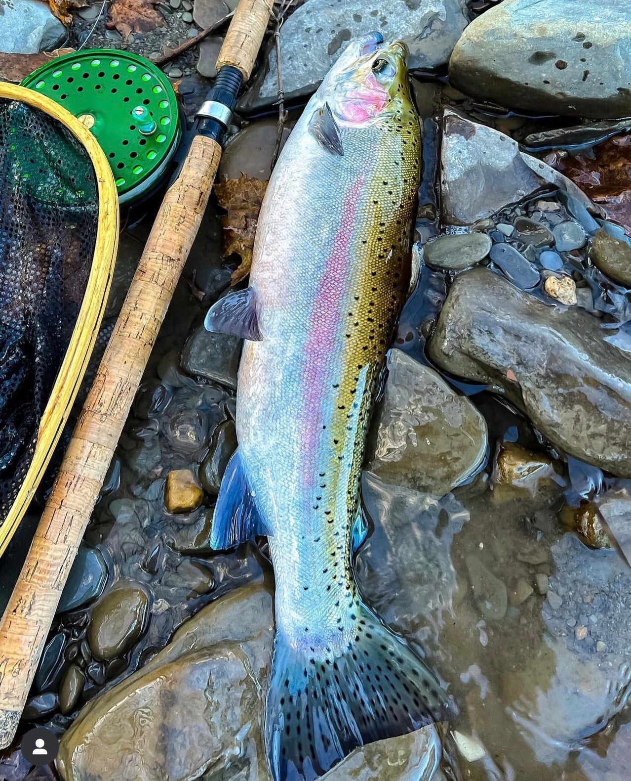 Fishing Trophy Wall | Steelhead Fishing Success | Get Death Roe — Death ...